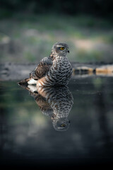 Sparrowhawk taking a bath on a pond