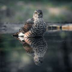 Sparrowhawk taking a bath on a pond