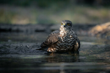 Sparrowhawk taking a bath on a pond