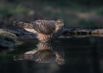 Sparrowhawk taking a bath on a pond