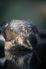 Sparrowhawk taking a bath on a pond