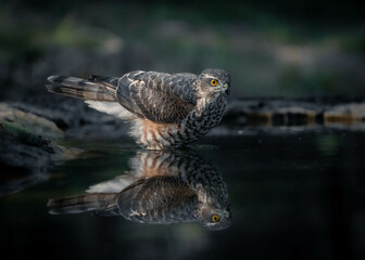 Sparrowhawk taking a bath on a pond