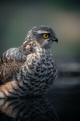 Close-up Profile of an sparrowhawk