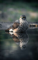 Sparrowhawk taking a bath on a pond