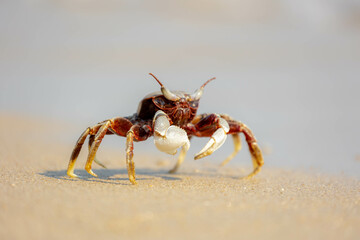 Selective focus of small sea crab in its natural habitat walking on the sand beach in summer, Ocypode ceratophthalmus is a species of the ghost crab (horn-eyed) Region from the coast of East Africa.