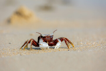 Selective focus of small sea crab in its natural habitat walking on the sand beach in summer, Ocypode ceratophthalmus is a species of the ghost crab (horn-eyed) Region from the coast of East Africa.