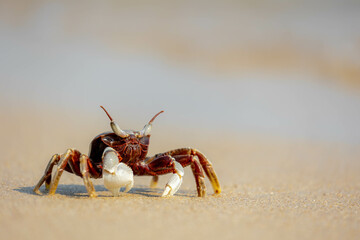 Selective focus of small sea crab in its natural habitat walking on the sand beach in summer, Ocypode ceratophthalmus is a species of the ghost crab (horn-eyed) Region from the coast of East Africa.