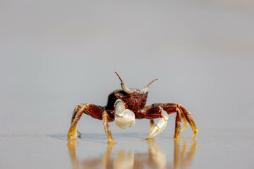 Selective focus of small sea crab in its natural habitat walking on the sand beach in summer, Ocypode ceratophthalmus is a species of the ghost crab (horn-eyed) Region from the coast of East Africa.