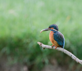 Stunning English Kingfisher with prey