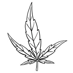 simplicity cannabis leaf freehand drawing flat design.