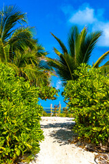 Fototapeta premium Caribbean beach fir palm trees in jungle forest nature Mexico.