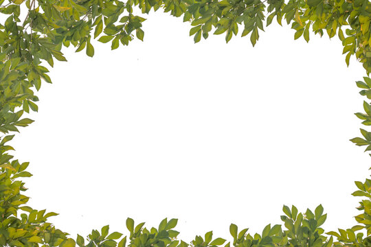 Photo frame with leaves in nature frame concept.