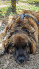 Fury, fluffy dog, laying on the ground sleeping and resting