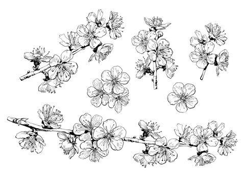 Hand drawn set of cherry blossom flowers and branches. Sketch collection of blooming sakura. Vector illustration.