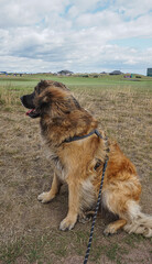Fury, fluffy dog, sitting on the ground enjoying the wind