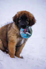 Cute dog puppy (Leonberger) playing with a ball in the snow