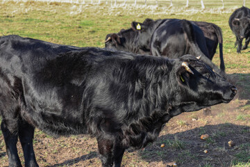 Black cow on a green meadow with green grass on a farm
