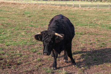 Black cow on a green meadow with green grass on a farm