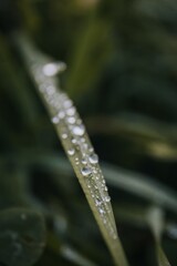 Selective focus of a waterdrop hanging on a green leaf of a plant
