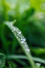 Beautiful closeup of dew on the green plant