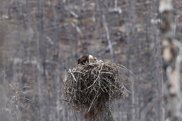 bald eagle nest with young alberta canada - obrazy, fototapety, plakaty