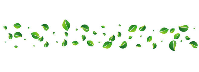 Lime Leaf Tea Vector Panoramic White Background.