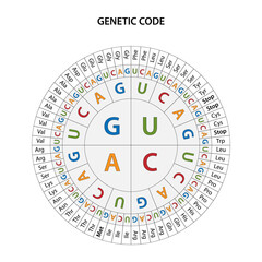 The Genetic code chart.