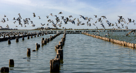 Naklejka na ściany i meble flock of seagulls in the sky above the water