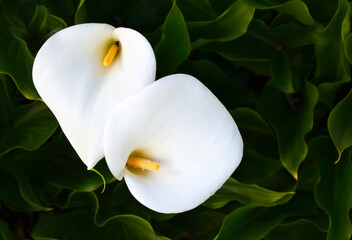 White Calla lily flowers or Zantedeschia aethiopica growing in the garden. Blooming Arum lily.Tropical exotic plants concept for design with copy space.Selective focus