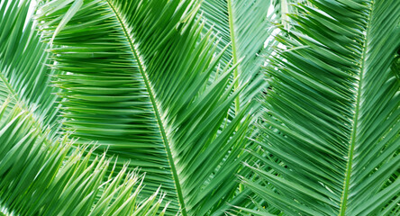 Palm tree leaves background for design.Green natural texture.Tropical forest, jungle,ecology,travel or interior decor concept with space for text.Selective focus.
 