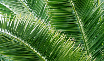 Obraz na płótnie Canvas Palm tree leaves background for design.Green natural texture.Tropical forest, jungle,ecology,travel or interior decor concept with space for text.Selective focus. 