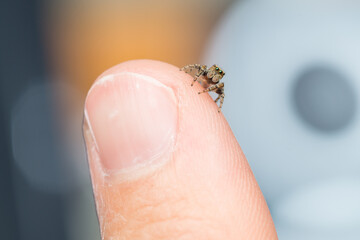 Wide isolated macro shot of a jumping spider on my finger - to illustrate the tinyness of these creatures (Evarcha falcata male)