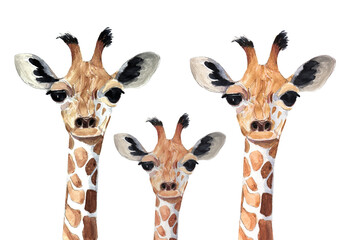 Watercolor painted Giraffe head isolated  on white background. 