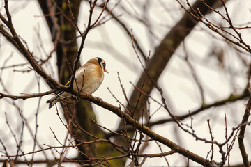 European Goldfinch perched on a tree branch