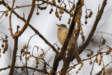 Eurasian Blackcap perched on a tree branch