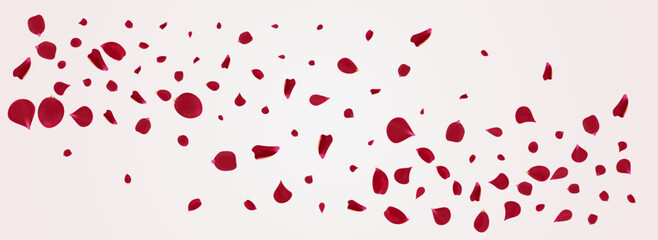 Delicate Sakura Japan Vector Panoramic White