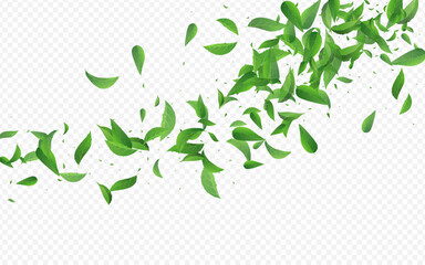 Lime Leaves Tree Vector Transparent Background
