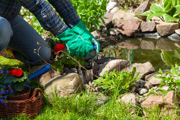 The gardener transplant the flowers to the ground near the pond.