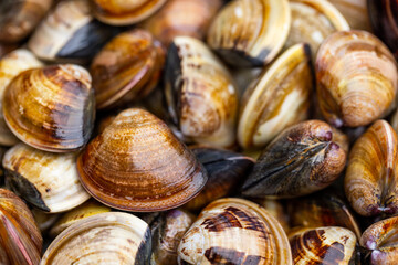 Fresh clams in an abundance