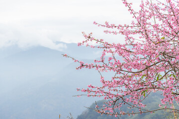 Cherry blossoms tree on the hill