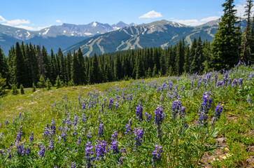 Wildflowers blooming on Gore Range Trail near Copper Mountain, Colorado, USA