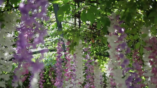 Hanging purple, pink, and white wisteria flowers in the garden.