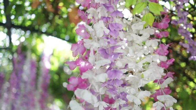 Hanging purple, pink, and white wisteria flowers in the garden.