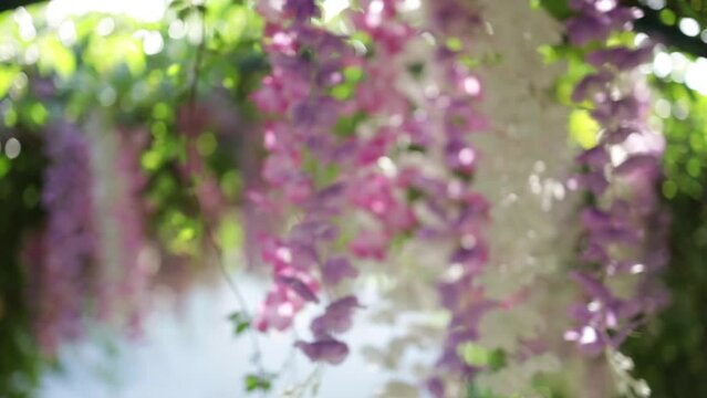 Hanging purple, pink, and white wisteria flowers in the garden.