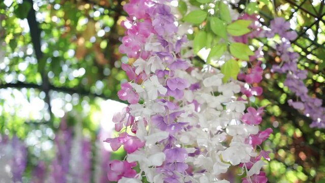 Hanging purple, pink, and white wisteria flowers in the garden.