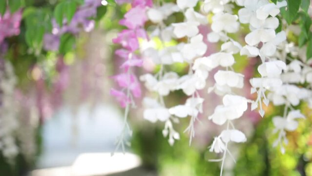 Hanging purple, pink, and white wisteria flowers in the garden.