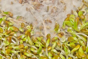 Rotten alfalfa sprouts with white mold food spoilage health concept.