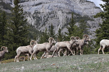 Bighorn Sheep Banff  National Park Kanada