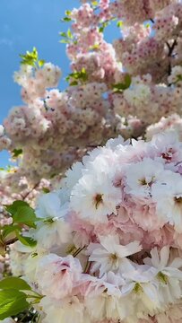 Vertical closeup shot of blooming cherry blossom tree branches