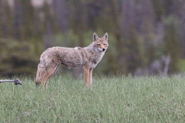 coyote  (Canis latrans)  alberta canada - obrazy, fototapety, plakaty